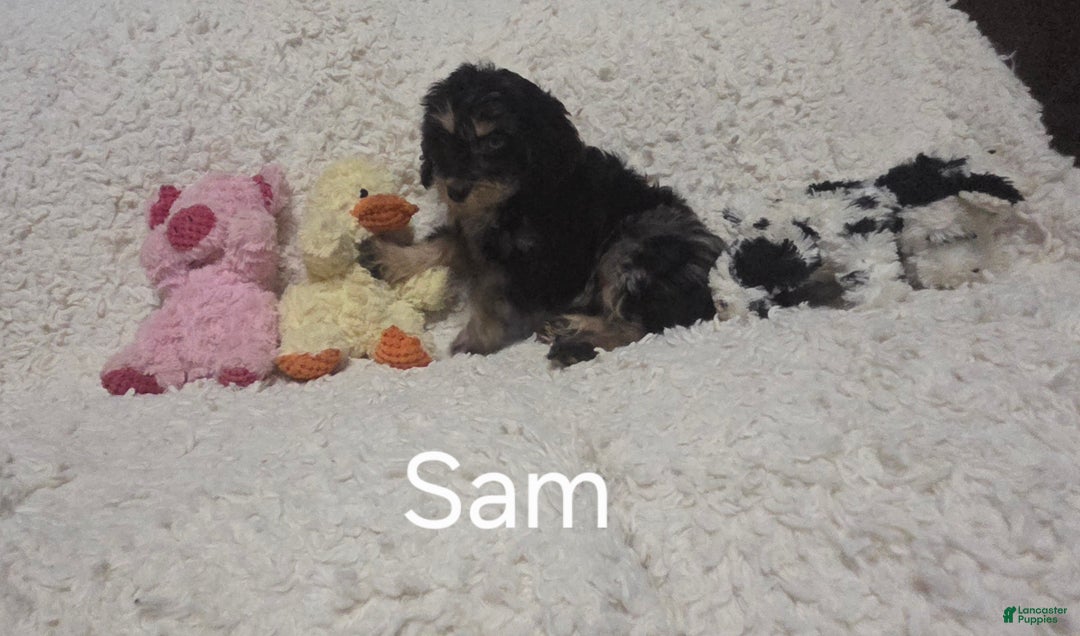 Cockapoo dogs for sale: Sam - Ad 3