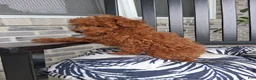 Toy Poodle dogs for sale: Toy Poodle Jewel - Ad 3