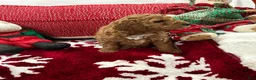 Mini Goldendoodle dogs for sale: Mini Goldendoodle Jim Dandy - Ad 3