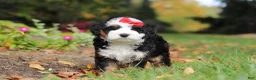 Mini Bernedoodle dogs for sale: Miley - Ad 4
