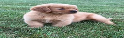Golden Retriever dogs for sale: Milo - Ad 6