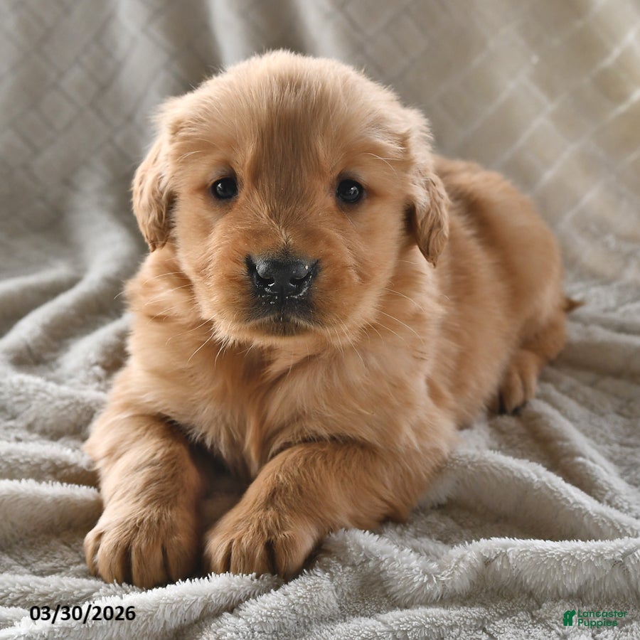 Golden Retriever dogs Buddy - Ad 2