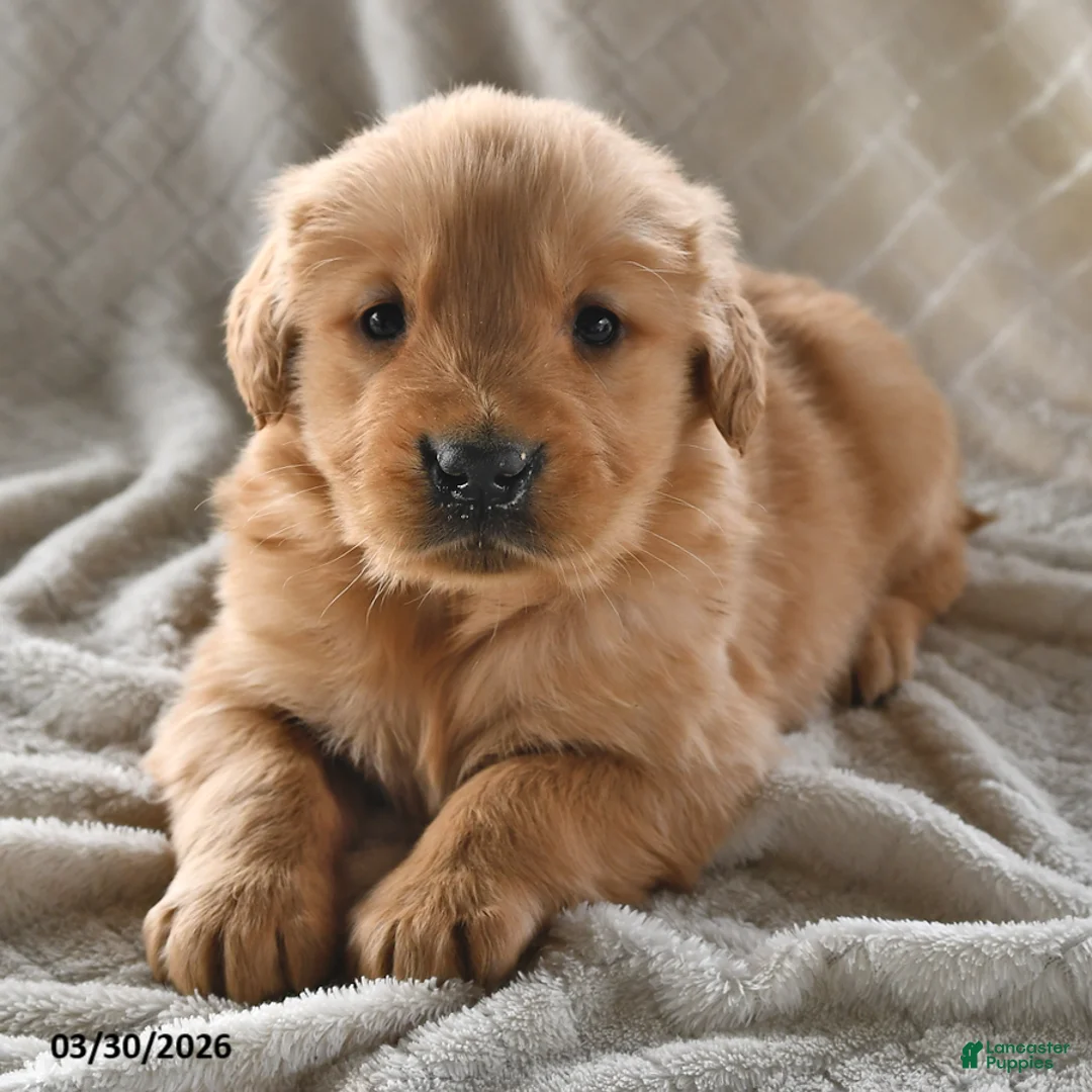 Golden Retriever dogs for sale: Buddy - Ad 2