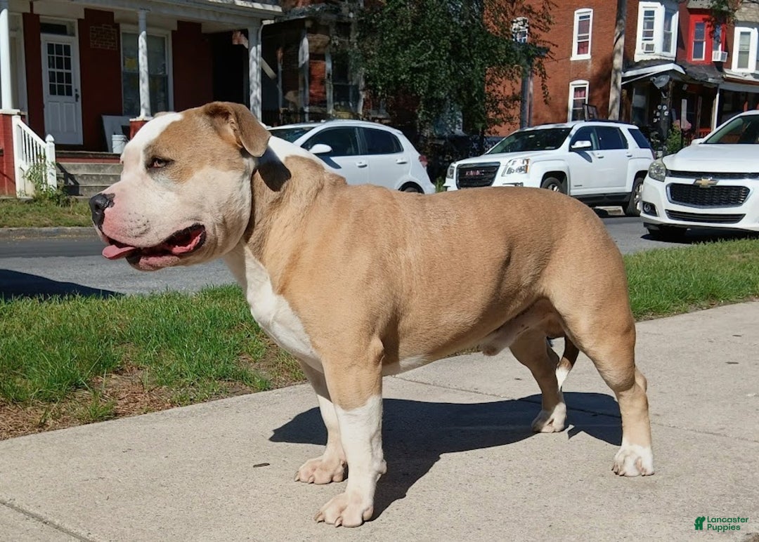 American Bully dogs for sale: American Bully - Ad 3
