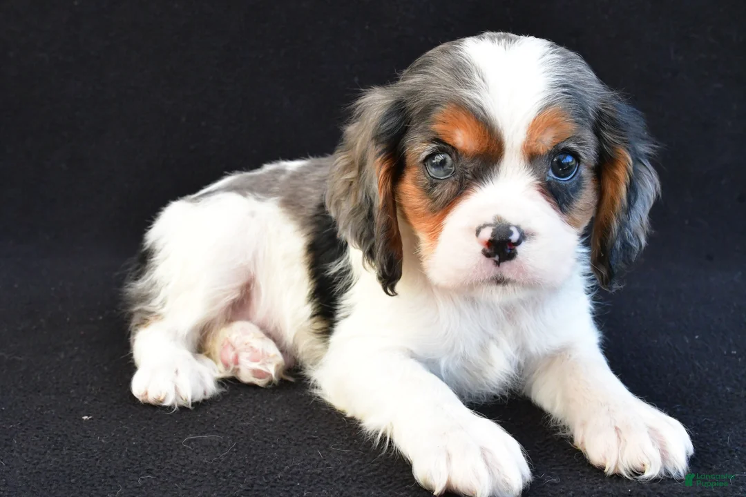 Mixed Breed dogs for sale: Austin - Ad 2