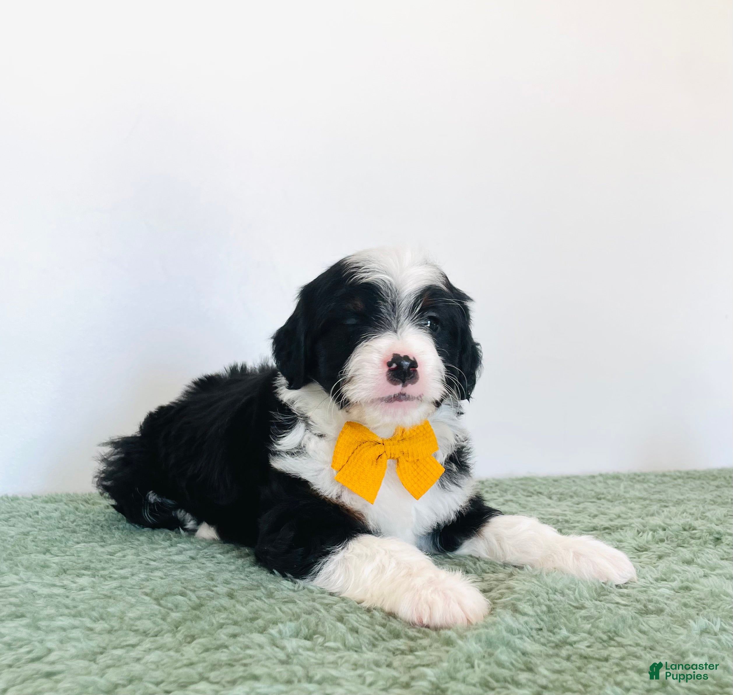 Mini Aussiedoodle dogs Teddy  - Ad 2