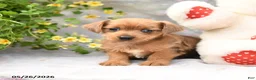 Dorkie dogs for sale: Pepper - Ad 4