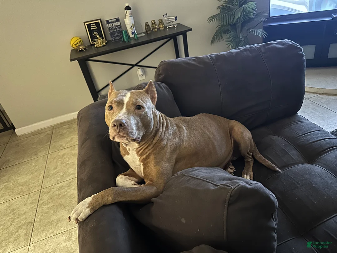 American Staffordshire Terrier dogs for sale: American Staffordshire Terrier Puppy 4 - Ad 4