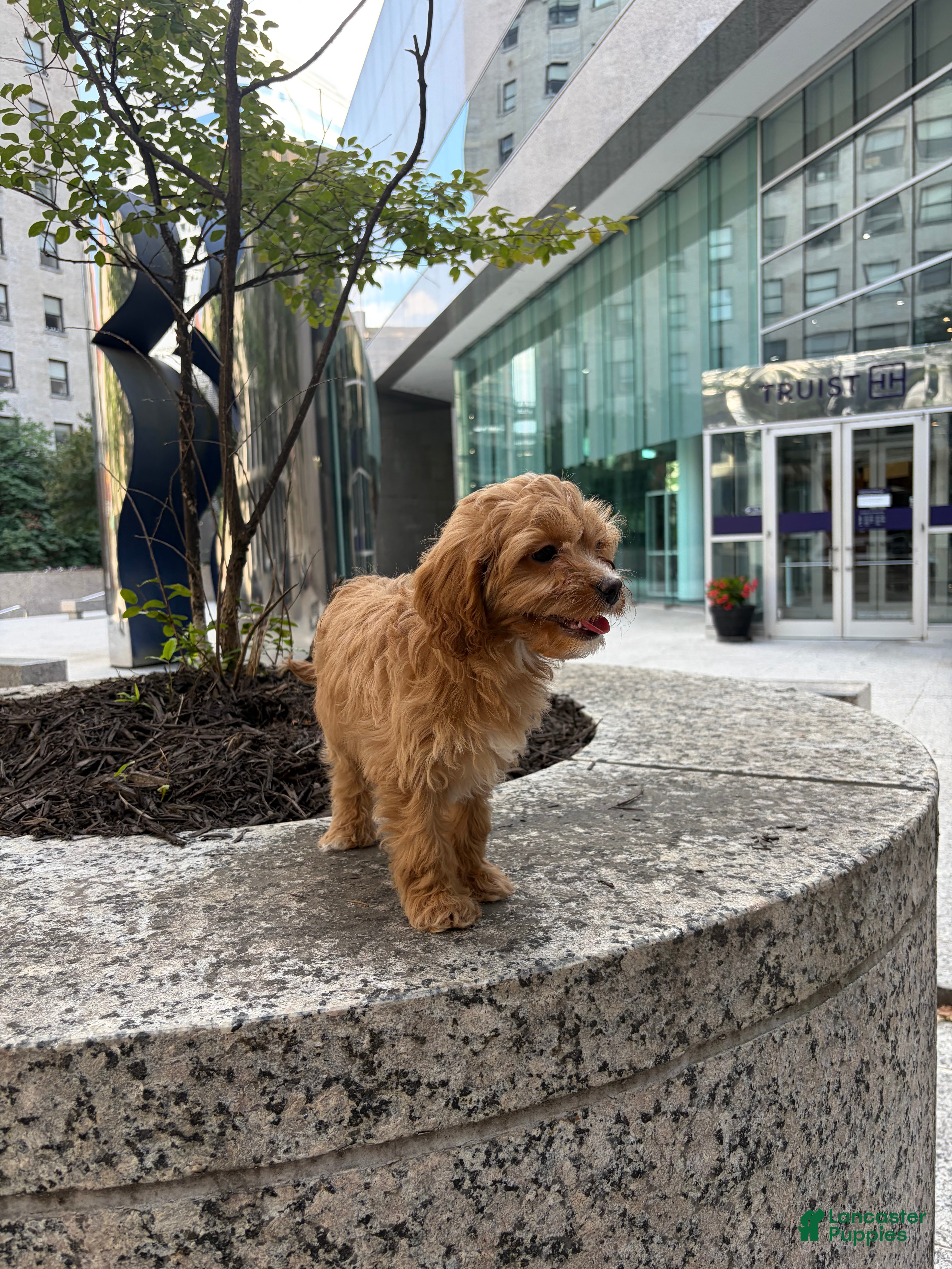 Cavapoo dogs Sky - Ad 15