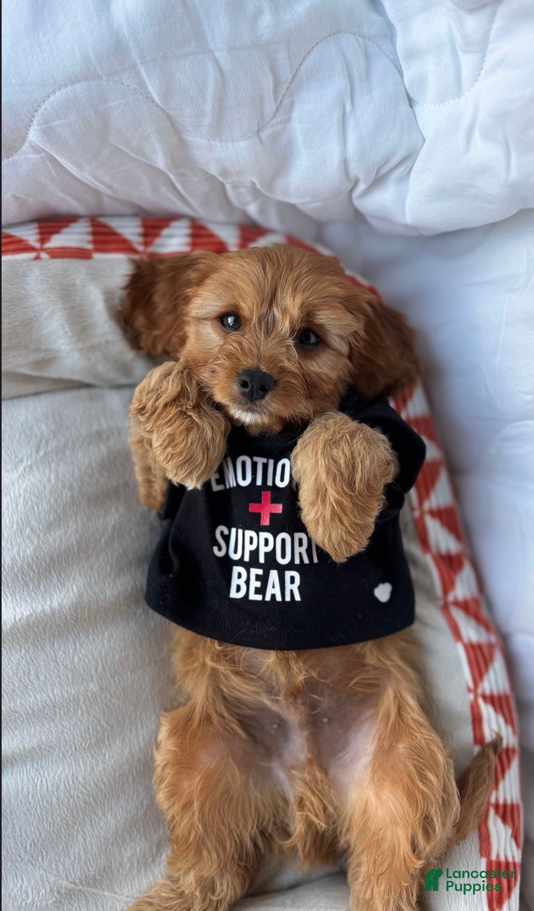 Cockapoo dogs for sale: Oliver – The “Emotional Support Bear” You’ll Fall in Love With 🧡🐾 - Ad 3