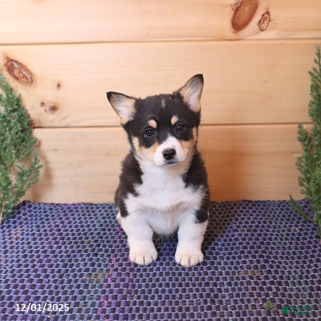 Welsh Corgi Pembroke dogs for sale: Sharlene - Ad 1