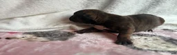 American Bully dogs for sale: American Bully 1 - Ad 4