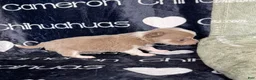 Chihuahua dogs for sale: Micro Thumper Lavender LC - Ad 7