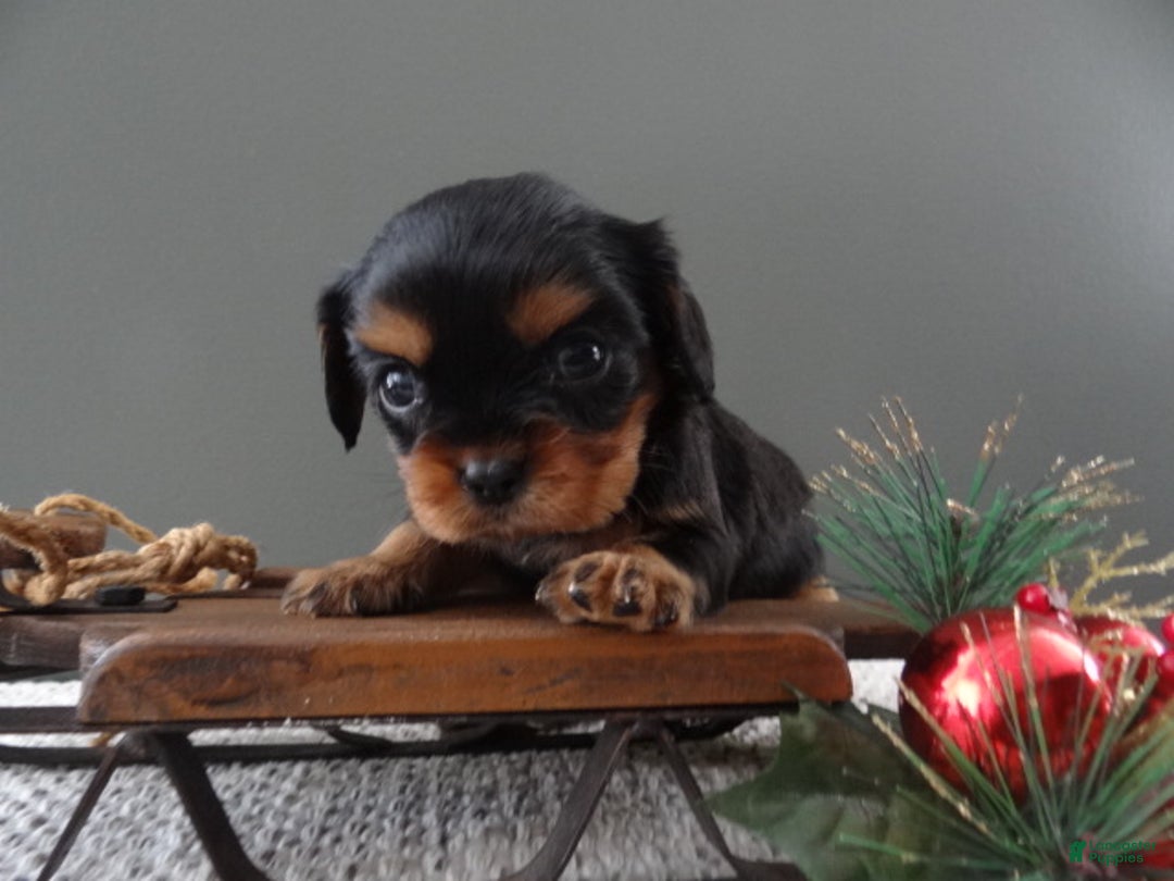 Cavalier King Charles Spaniel dogs for sale: Rhett - Ad 9
