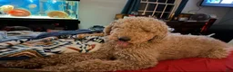 Aussiedoodle dogs for sale: Ol’ Red (Red) - Ad 10