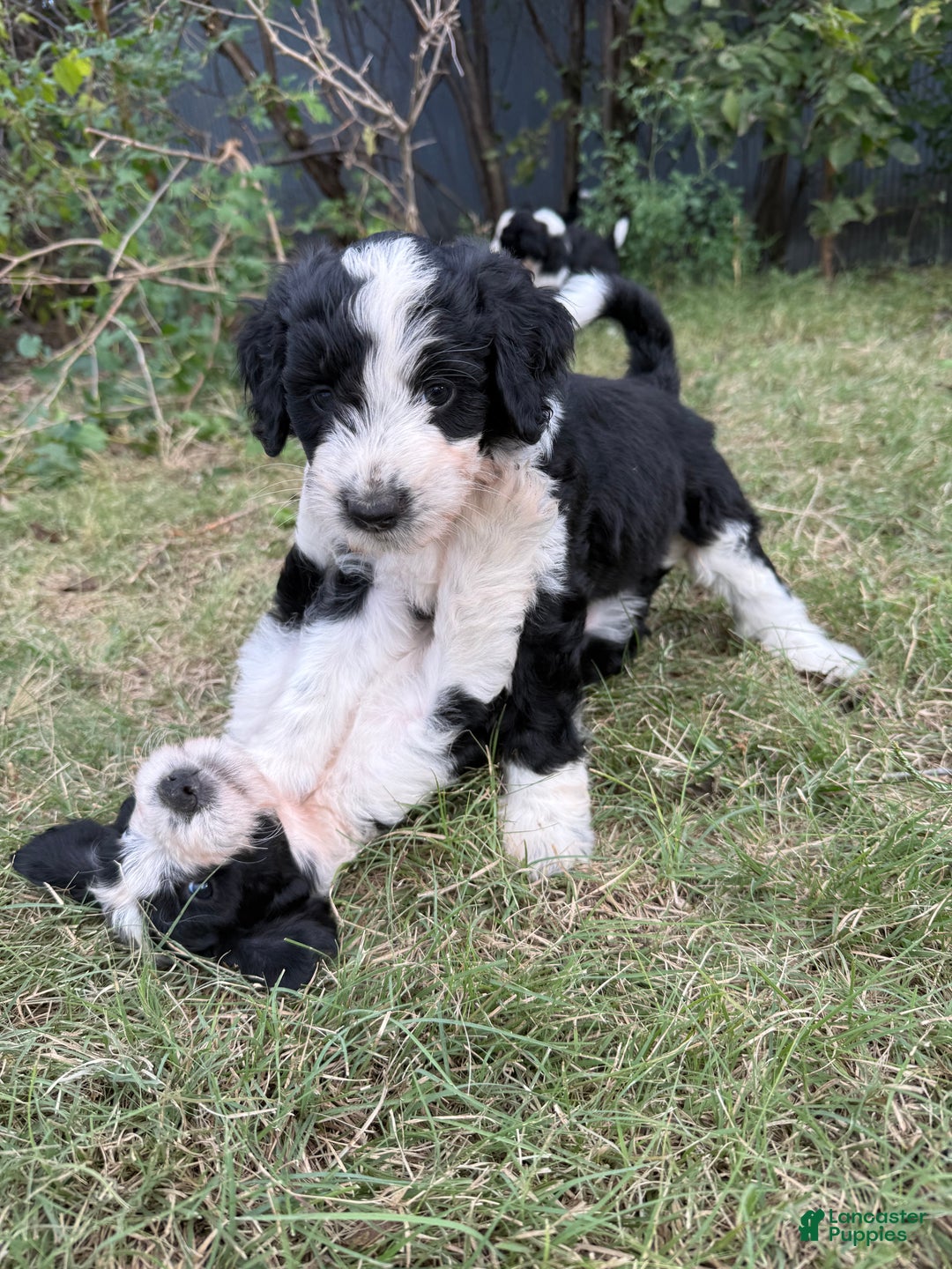 Aussiedoodle dogs for sale: Gertie - Ad 1