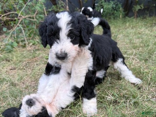 Aussiedoodle dogs Aussiedoodle Puppy 5 - Ad 31
