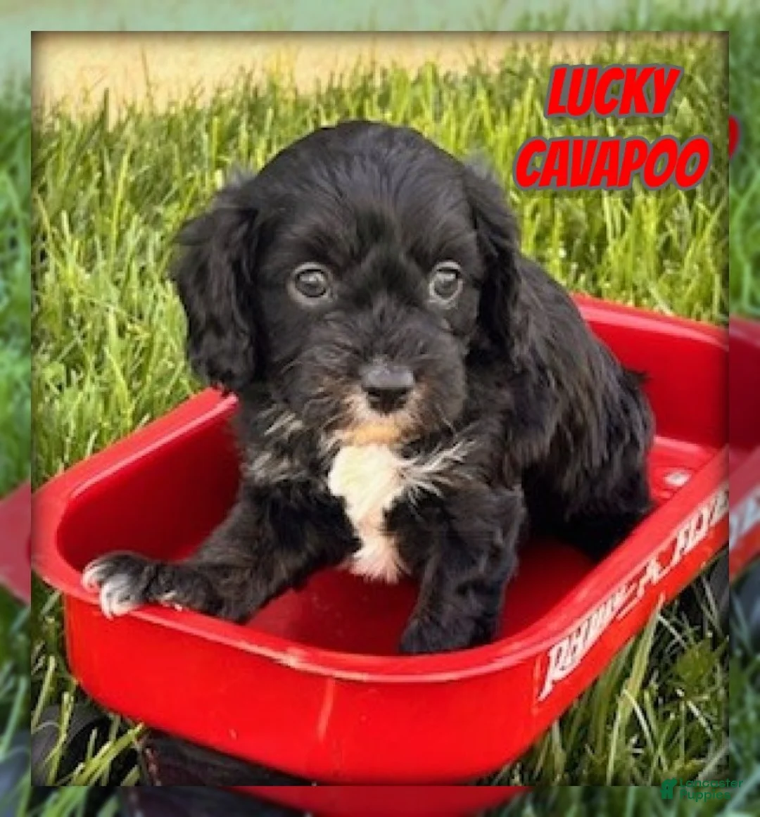 Cavapoo dogs for sale: Lucky - Ad 1