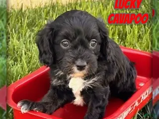Cavapoo dogs for sale: Lucky - Ad 3