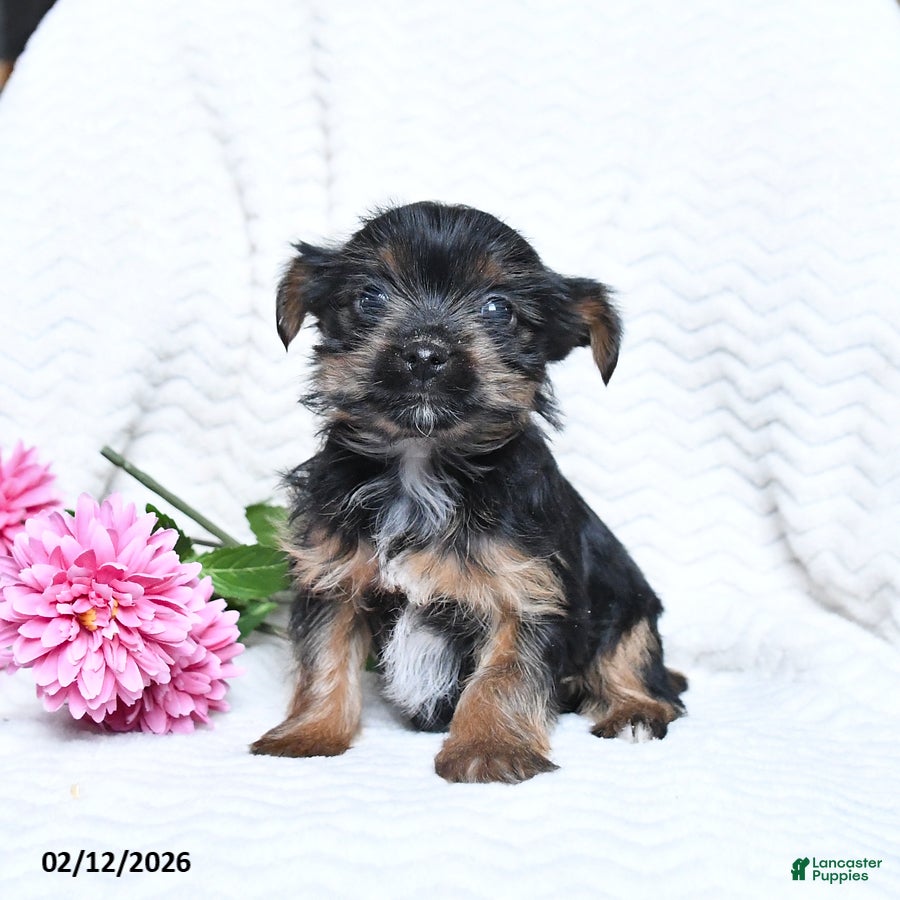 Yorkshire Terrier dogs Milo - Ad 2