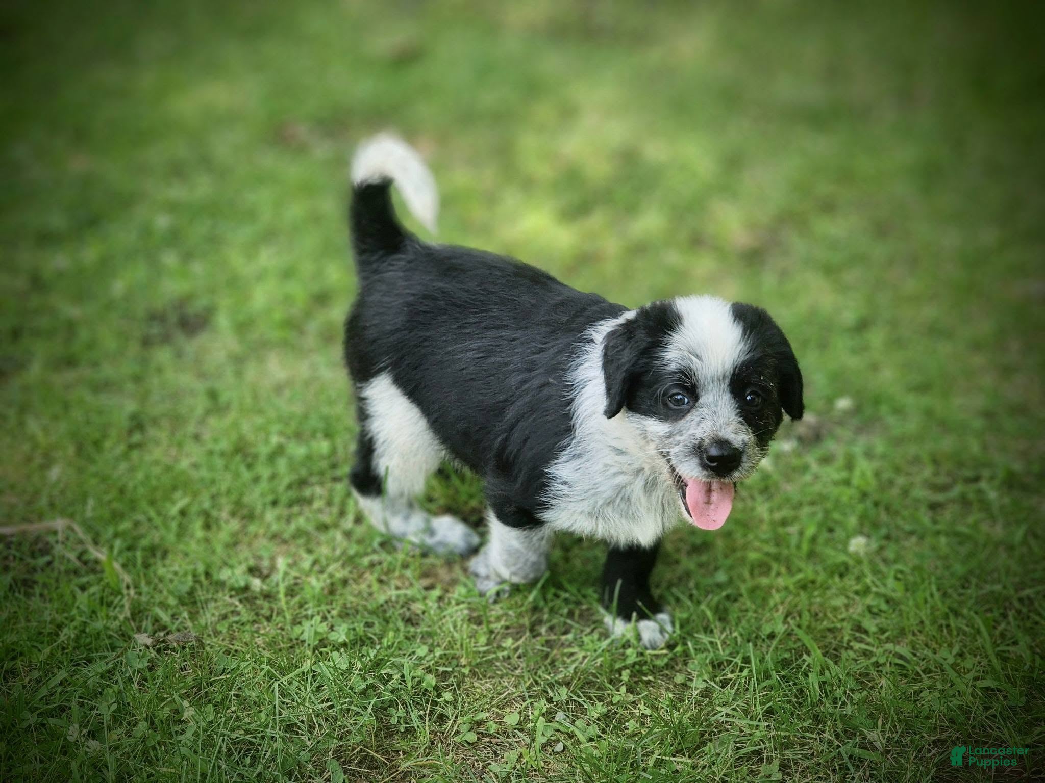 Mixed Breed dogs Daisy - Ad 17