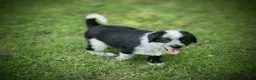 Mixed Breed dogs for sale: Daisy - Ad 1