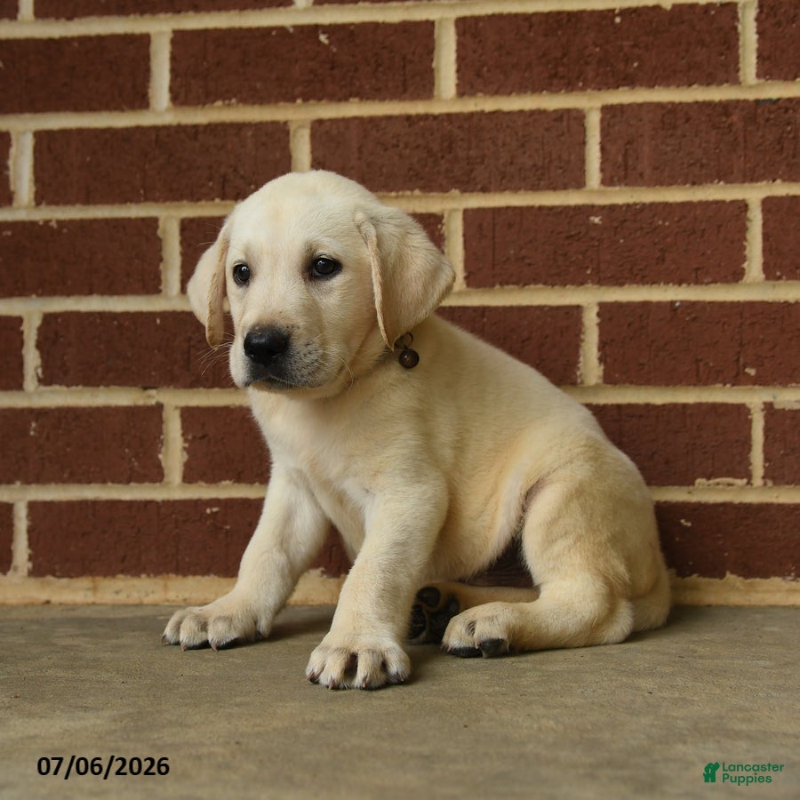 Labrador Retriever dogs Dunkin - Ad 2