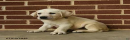 Labrador Retriever dogs for sale: Dunkin - Ad 2