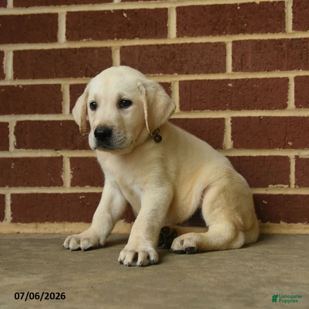 Labrador Retriever dogs for sale: Dunkin - Ad 2