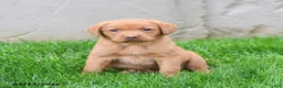 Labrador Retriever dogs for sale: Elsie - Ad 4
