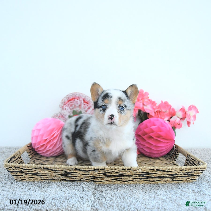 Welsh Corgi Pembroke dogs Lacy - Ad 2