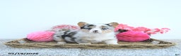 Welsh Corgi Pembroke dogs for sale: Lacy - Ad 1