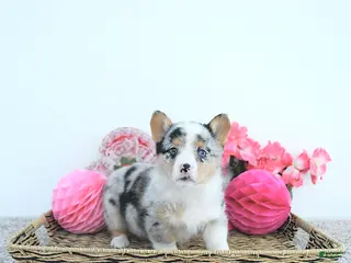 Welsh Corgi Pembroke dogs Lacy - Ad 5