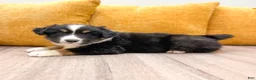 Australian Shepherd dogs for sale: Monty - Ad 3