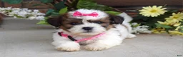 Teddy Bear dogs for sale: Daisy - Ad 9