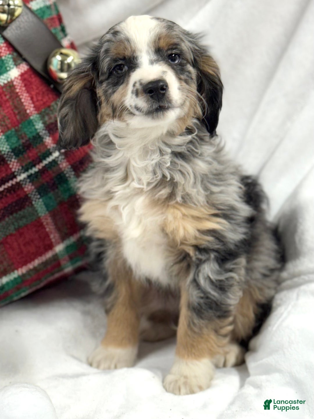 Mini Aussiedoodle dogs for sale: Kringle - Ad 3