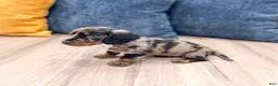 Miniature Dachshund dogs for sale: Luna - Ad 4