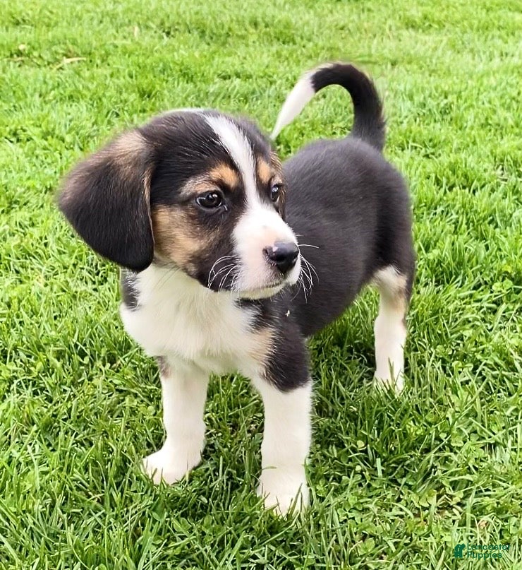 Mixed Breed dogs Cooper - Ad 42