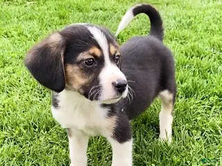 Mixed Breed dogs Cooper - Ad 37