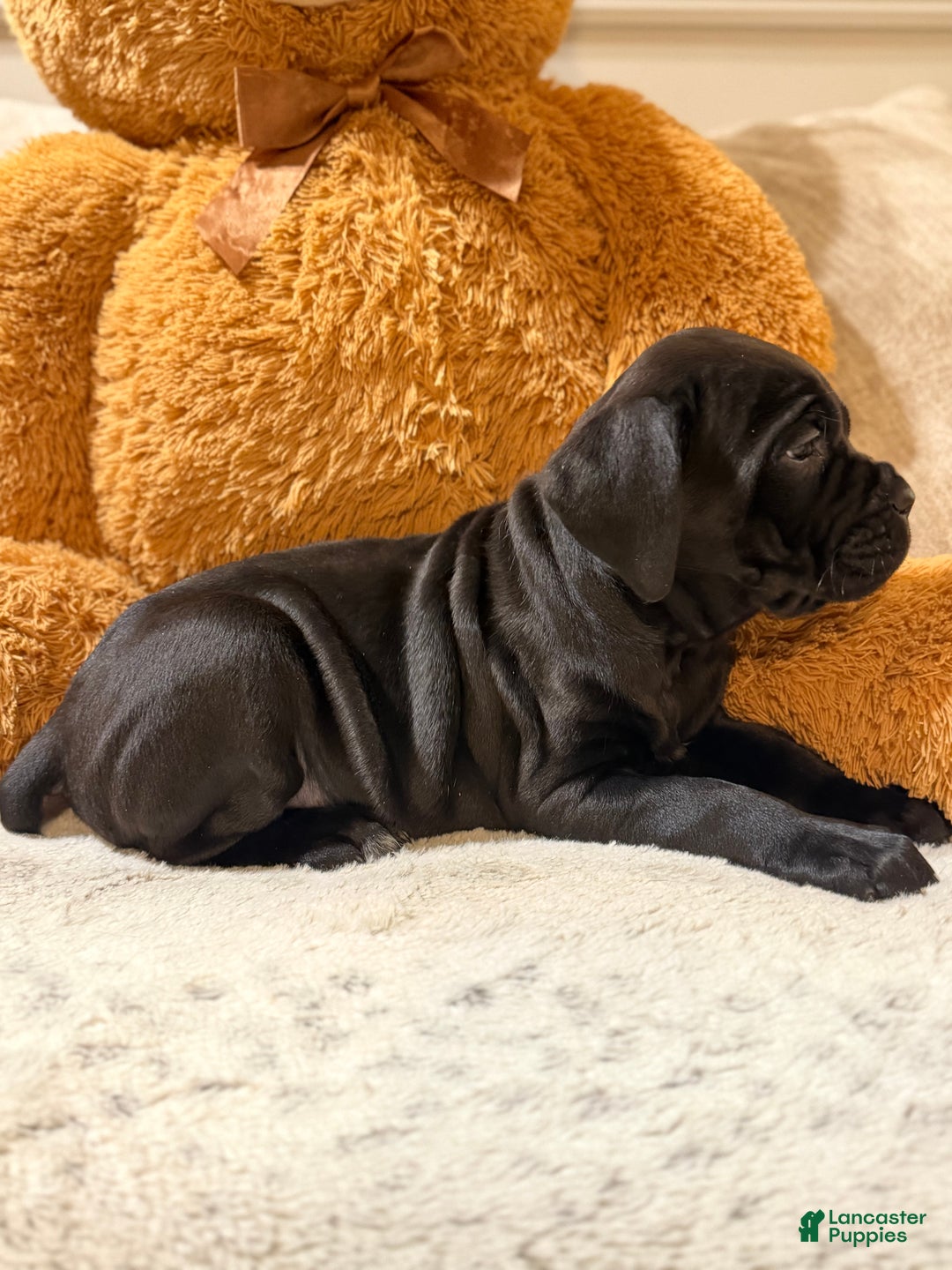 Cane Corso dogs for sale: Sweet Pea - Ad 6