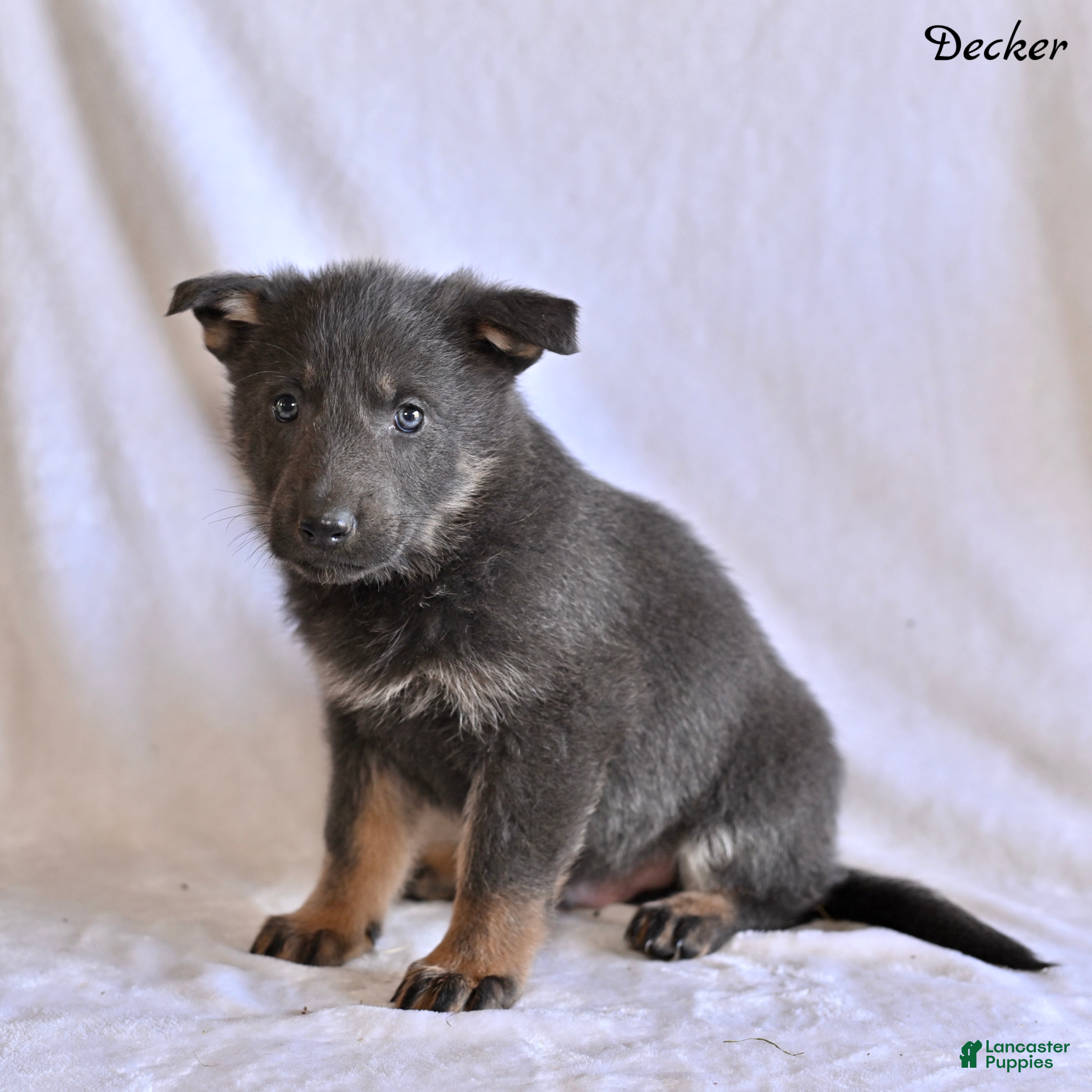 German Shepherd dogs Decker - Ad 2