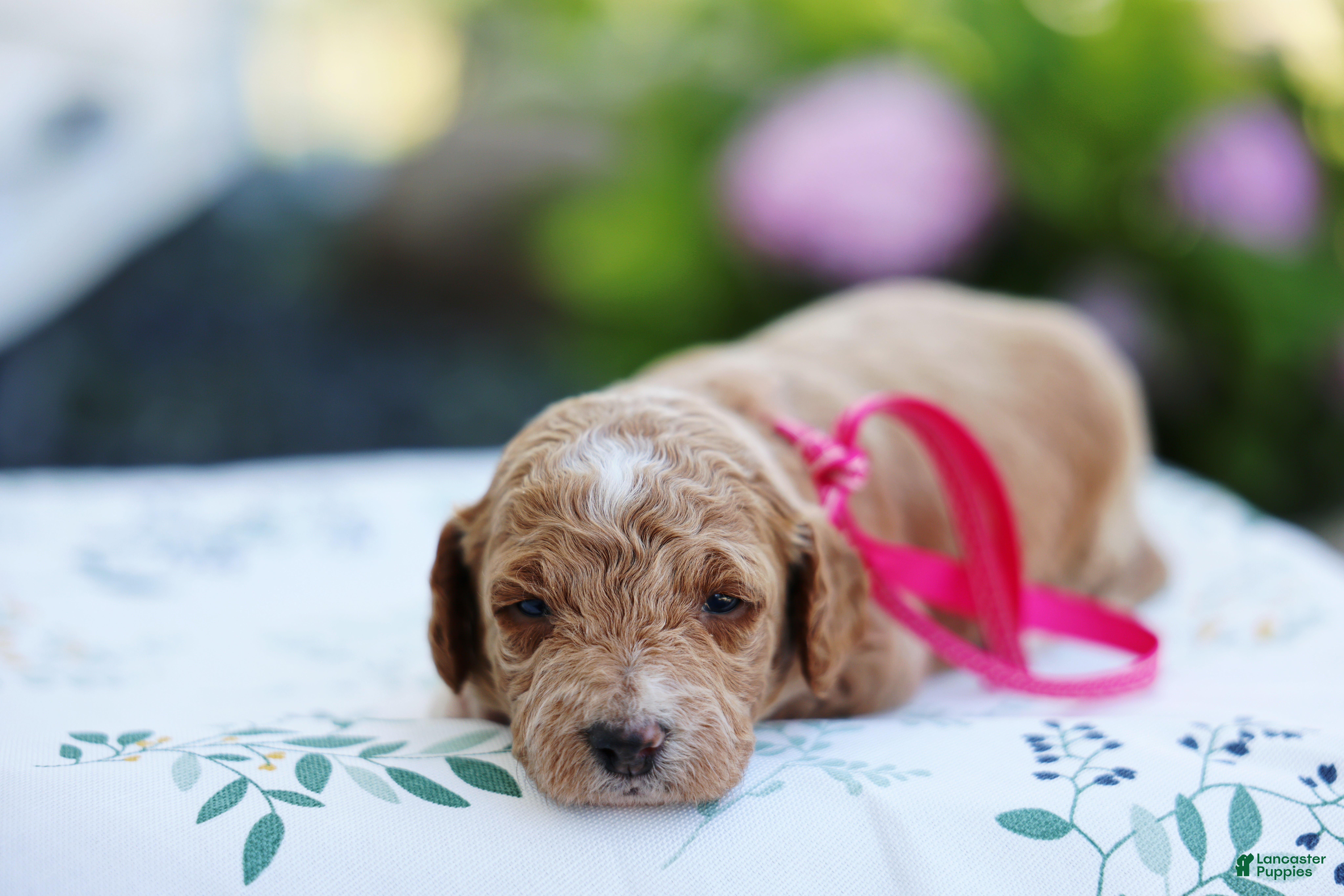 Mini Goldendoodle dogs Summer - Ad 1