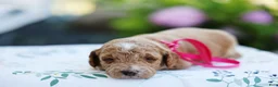 Mini Goldendoodle dogs for sale: Summer - Ad 7