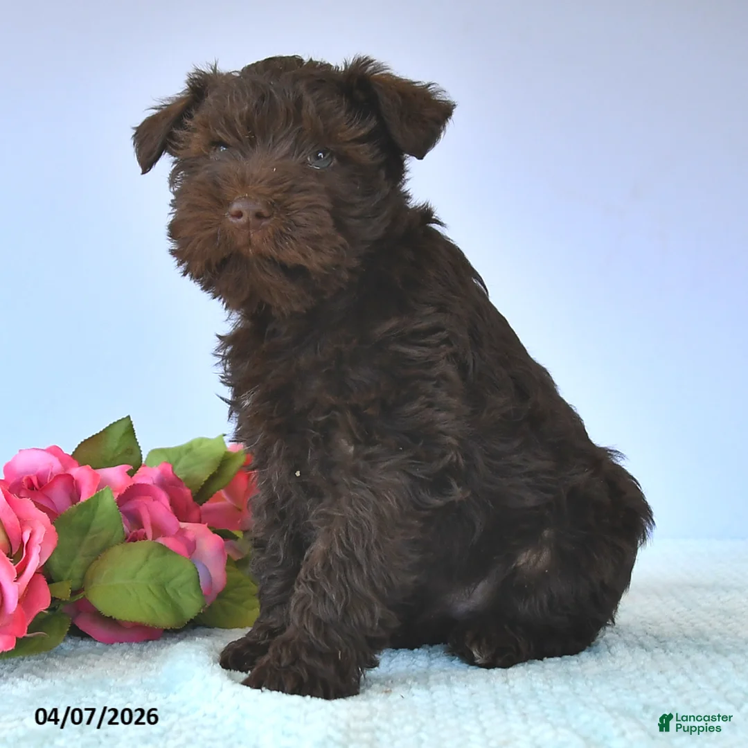 Miniature Schnauzer dogs for sale: Mac  - Ad 3