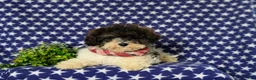 Miniature Poodle dogs for sale: Claude 9 lbs Full Grown - Ad 7