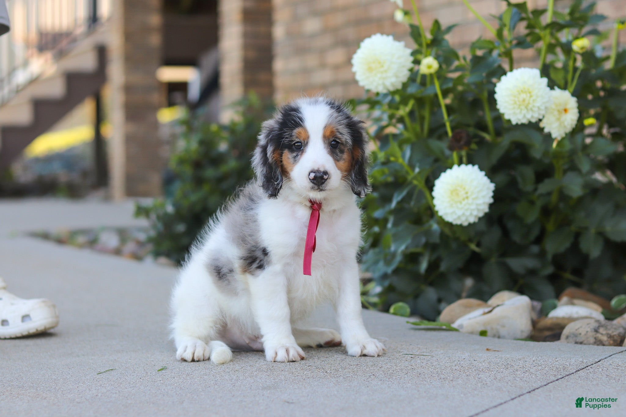 Mini Bernedoodle dogs Herbie - Ad 2