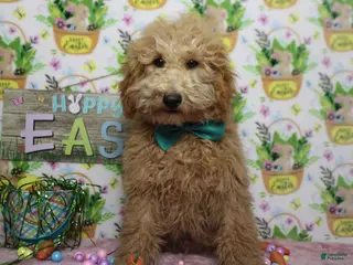 Toy Poodle dogs Garnet - Ad 15