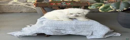 Bichon Frise dogs for sale: Jeffrey - Ad 13