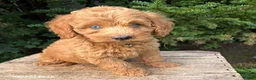 Cockapoo dogs for sale: Jordan - Ad 3