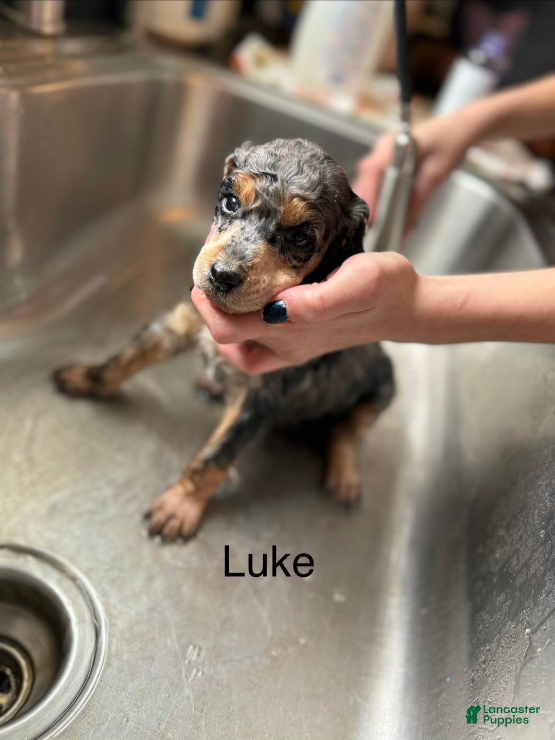 Standard Poodle dogs for sale: Standard Poodle Puppy 2 Luke aka lucus - Ad 3